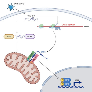 SARS-CoV-2 ORF3c localises to mitochondria and modulates the innate immune response.