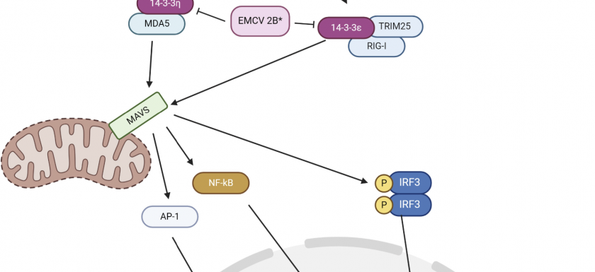Schematic of EMCV 2B* and its interactions with 14-3-3 adaptors